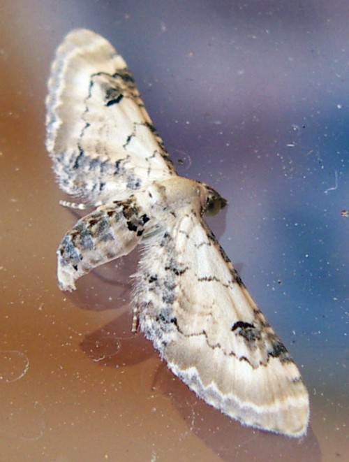 Spagna: La regione  de Monegros, paradiso entomologico